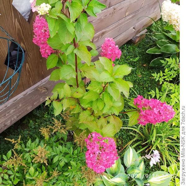 Фрайзе Мельба