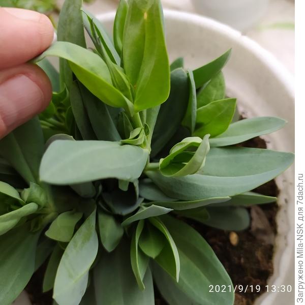 Она же с другого ракурса