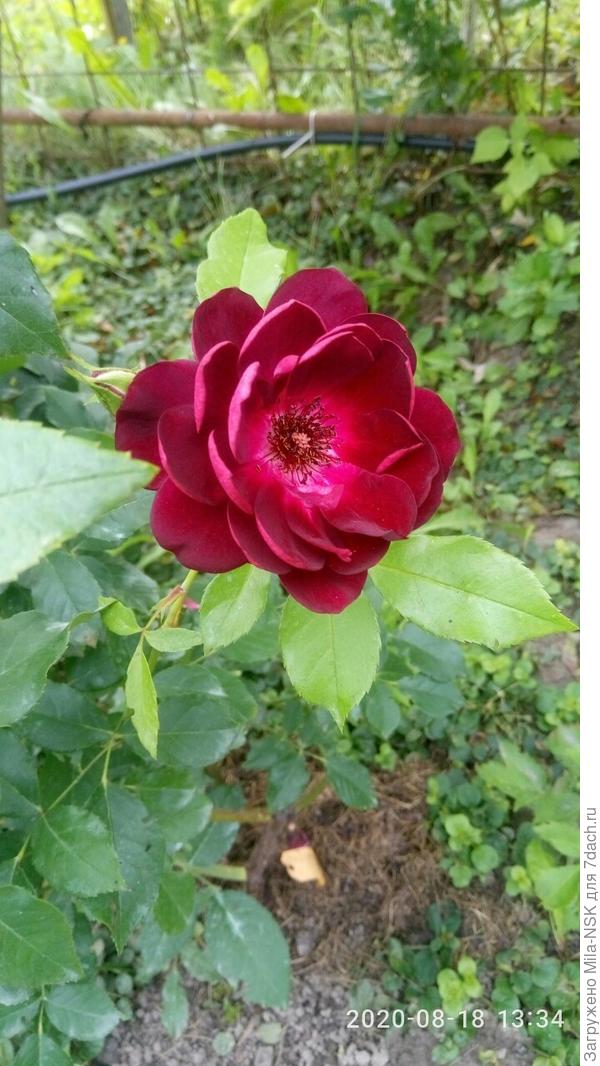 Бургунди айс в августе