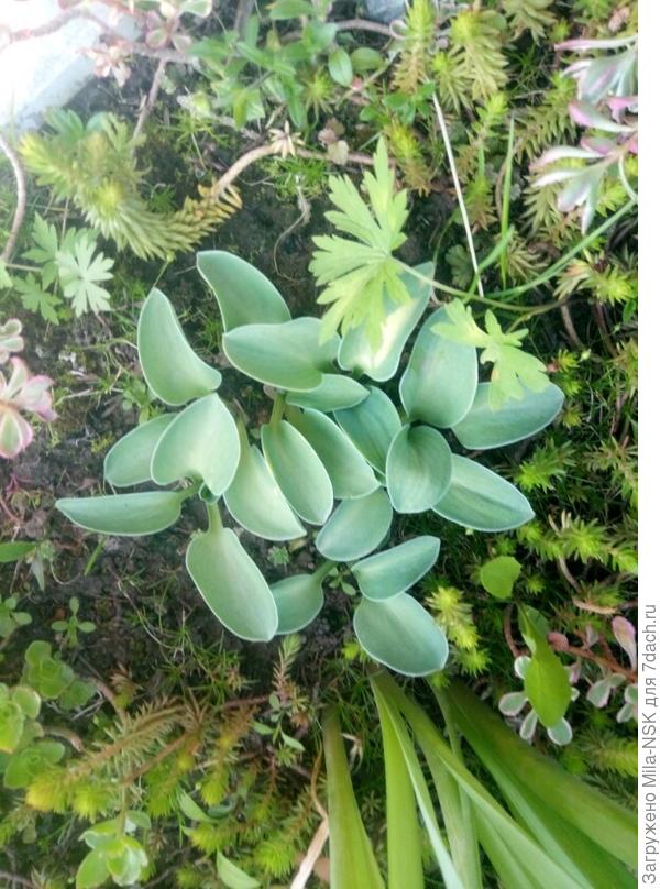 Мышка-малышка.