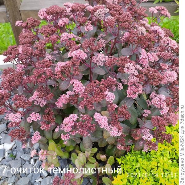 Очиток без имени растет в хвойном уголке.