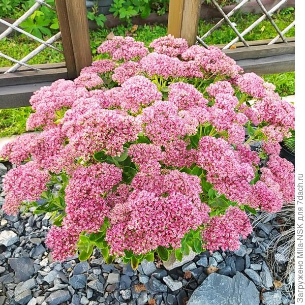 Очиток видный, посадка 2016 г.