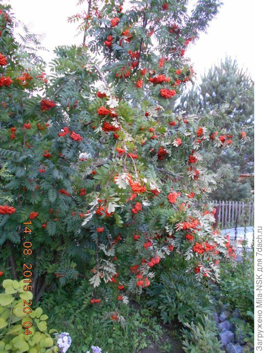 Наша красавица в 2015г.