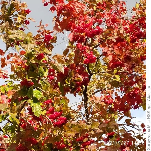 Калина красная, калина вызрела...