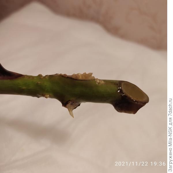 Хотя есть и такие, которые появляются на месте прикрепления листа.