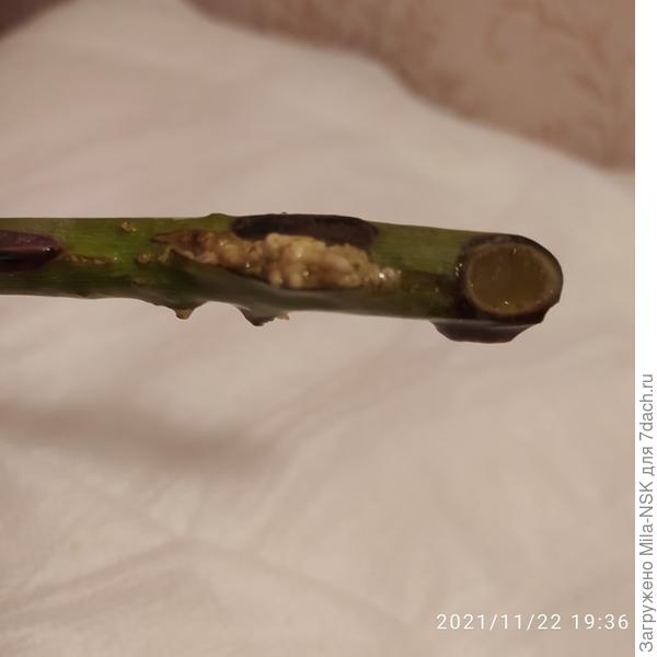 Под корой нбухают бугорки, потом кора лопается и нарастает каллюс.