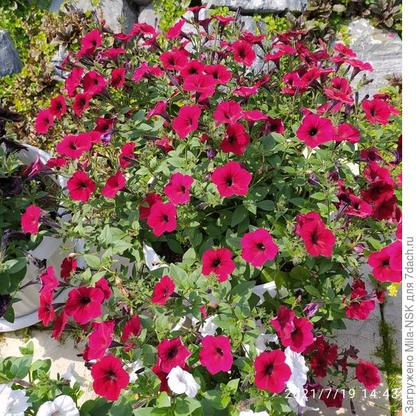 Ред вельвет