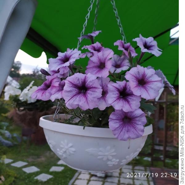 Мираж (он повыше)