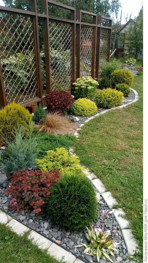 зеленая туечка на переднем плане. Посадка 2018 года.