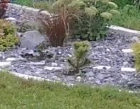 Вот онав 2017 году - в год посадки