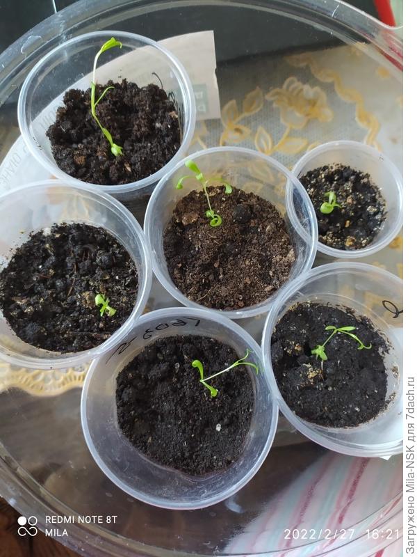 остатки - сладки...