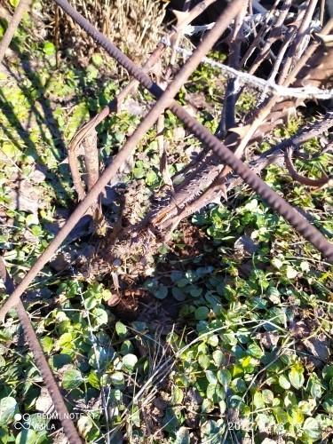 Розы засохли, побурели...