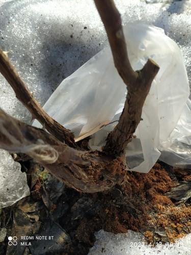 На моей любимице Бургунди айс внизу кора ошметками висит.