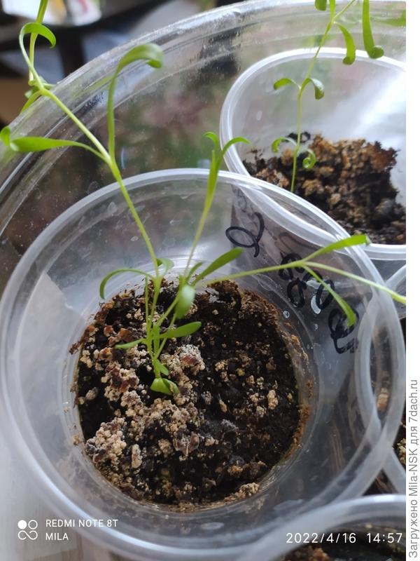 Вот у этой три побега, но тонюсенькие!!!
