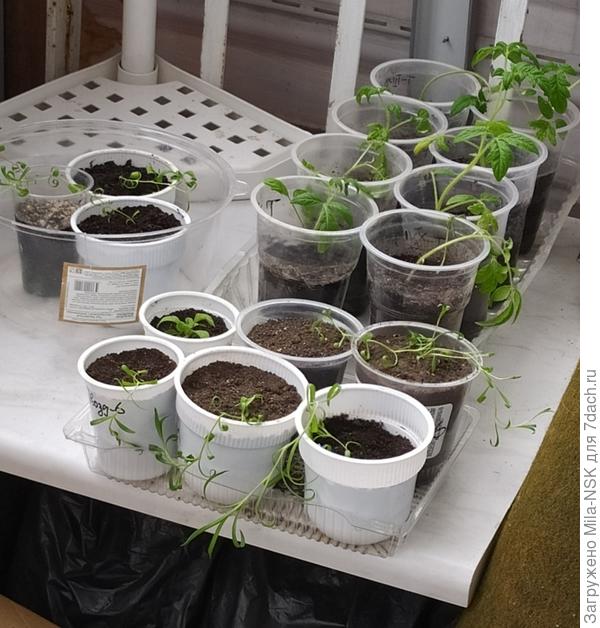 ...и гвоздичка