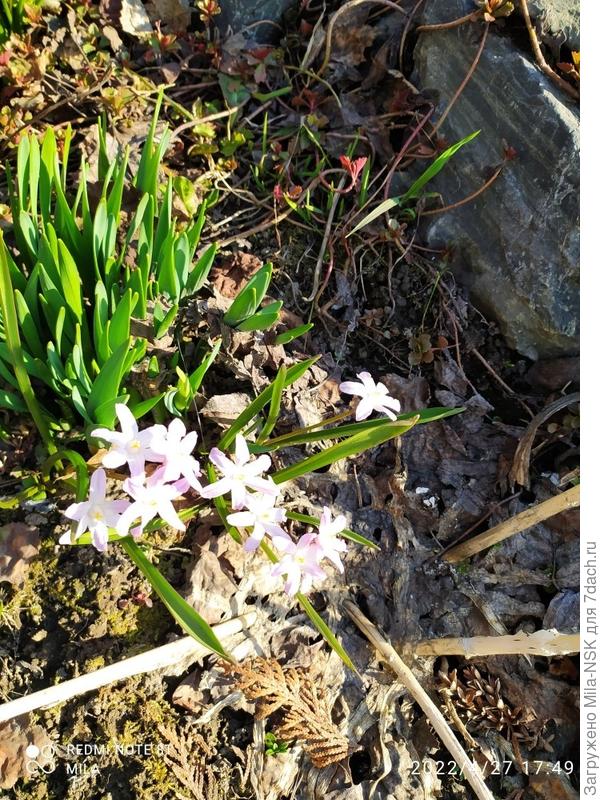 Позитивчик. Первые цветочки-хинодокса среди нарциссов.