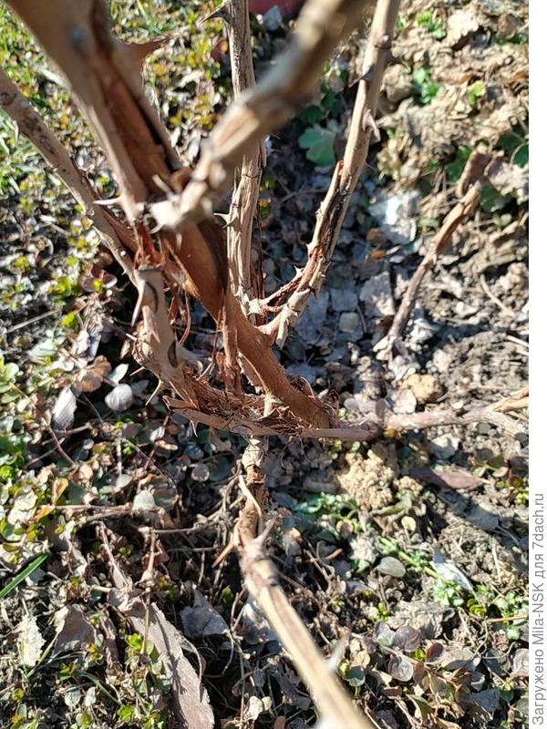 Розочка Инка. Вся кора висит  ошметками.