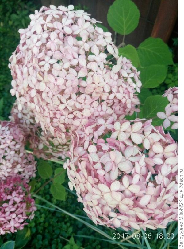 Моя красотка в 2017 г.