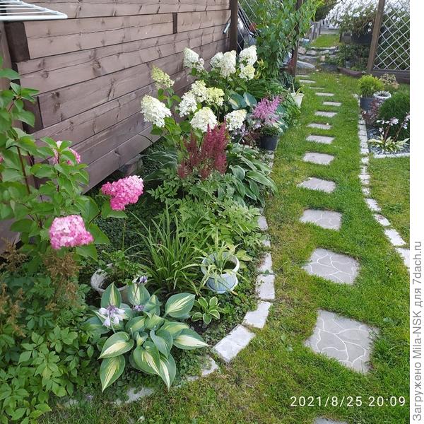 В этом цветнике у меня три метельчатых гортензии и штук шесть хост.