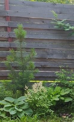 Вот мой малыш. высота забора у нас 1,8м.