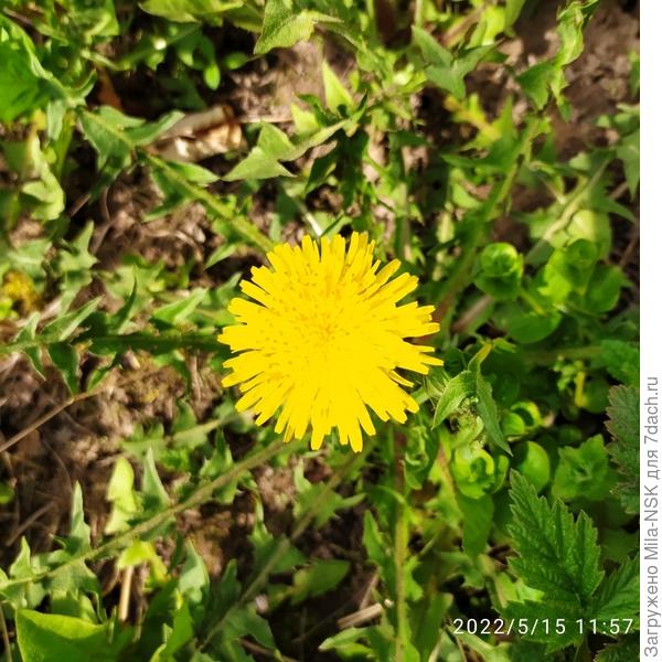 Сорняк, но какой же, над, красивый!!!