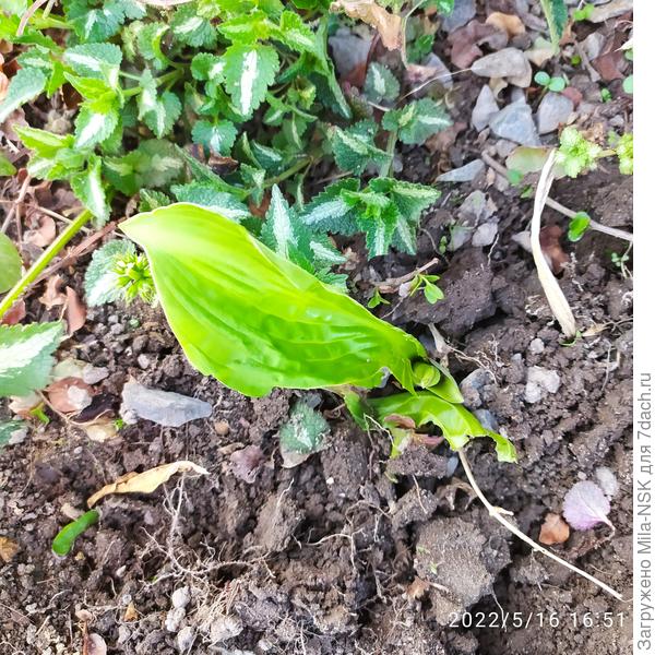 Сегодня сфотала.