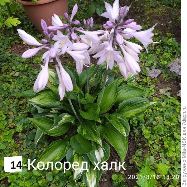 В конце лета