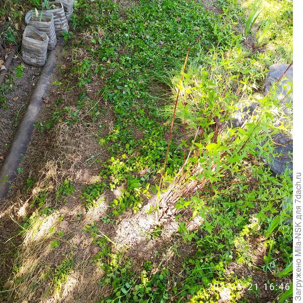 А это я под берёзой натыкала вербейник. А то там всякая дрянь раньше росла.