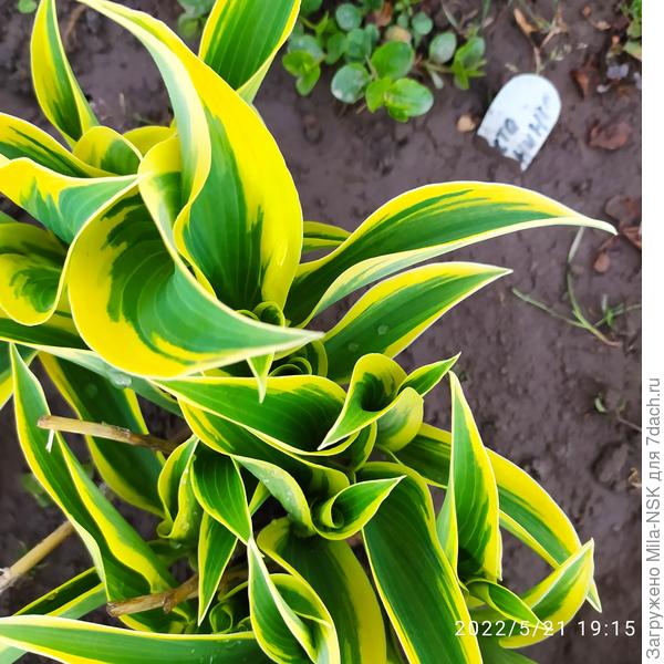 Это хоста Эль Ниньо сегодня