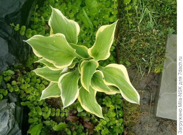 Вот она в 2020 году