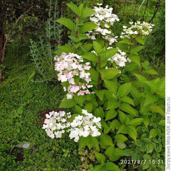 Это другой куст.