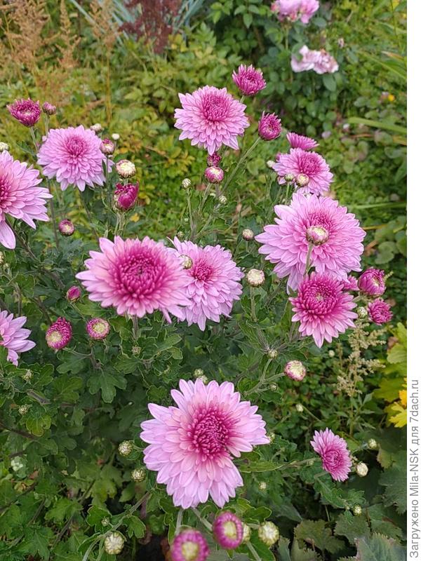 Безымянная, но очень любимая