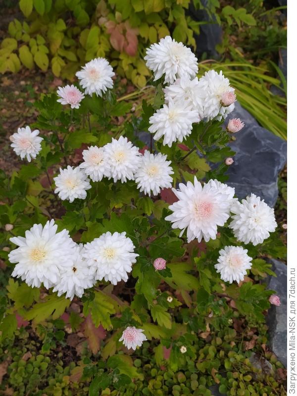 Яблоневый цвет