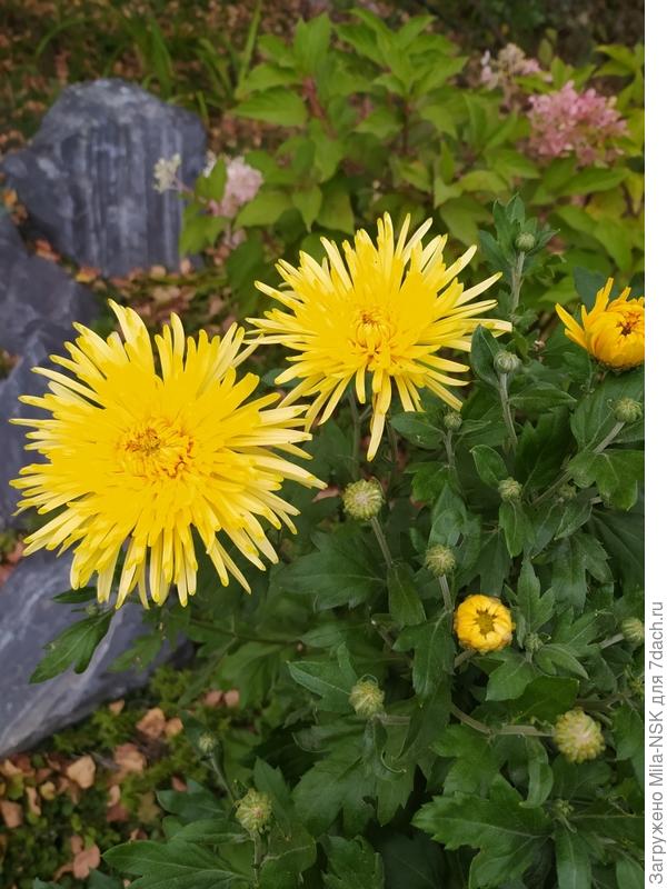 Хризантема Сонечко