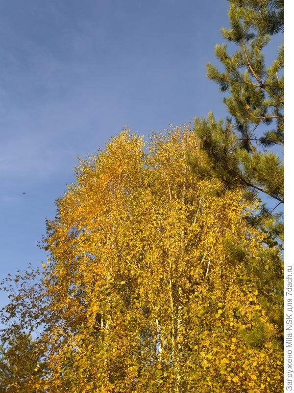 Золотое на голубом...