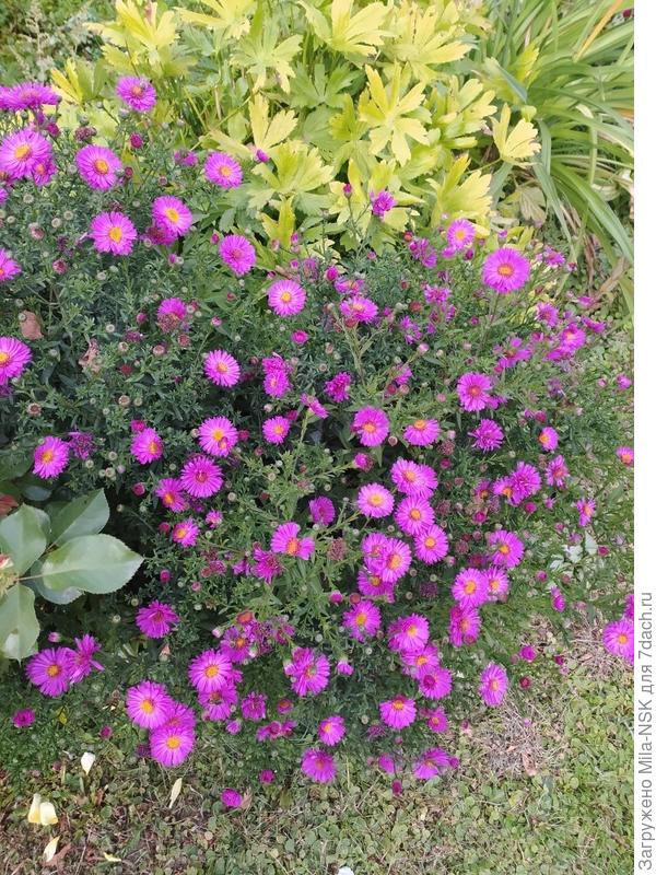 Астра Женни