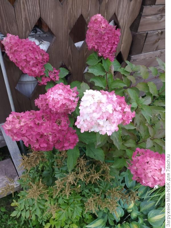 Ванила Фрейзе... Была такая 2 недели назад...