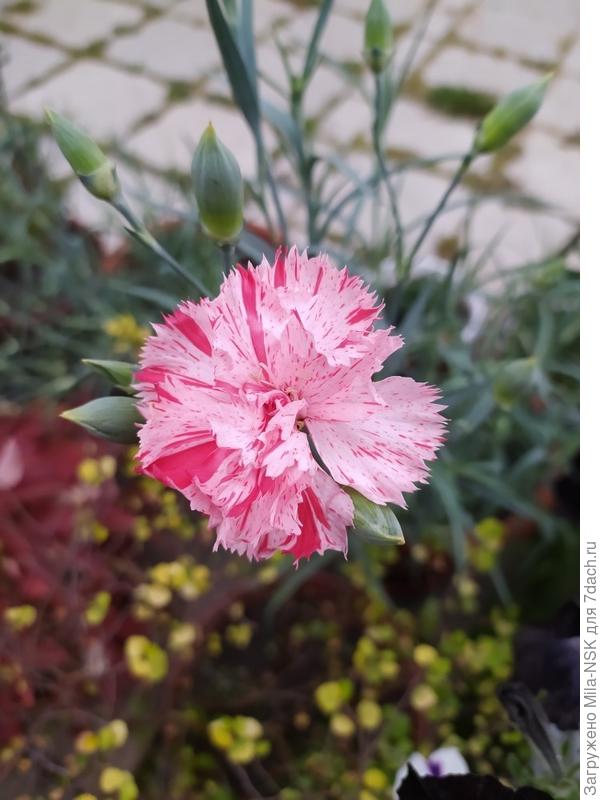 Одна из &quot;шабошек&quot;