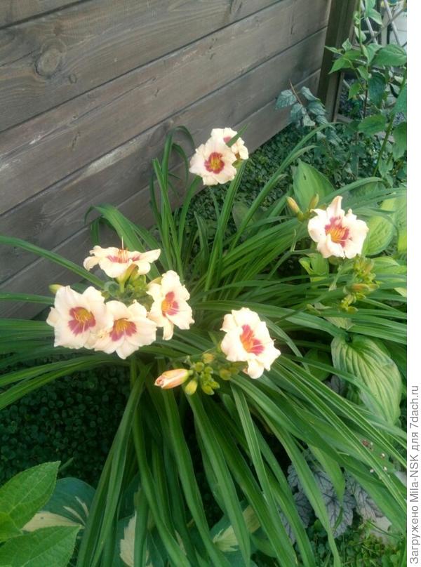 Вот здесь на фото он в первый год цветения, в 2019г.