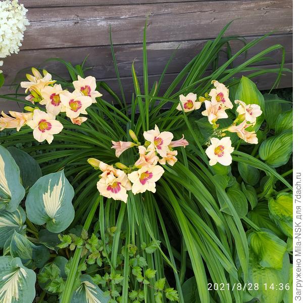 А это в прошлом году. Здесь он еще не полностью расцвел Бутонов на нем было море!!!