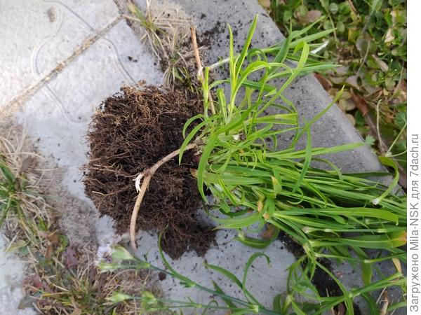 А это ее корень. Вот такой пучок цветов вырос из вот такого пучка корней! Кстати, это наглядное пособие мочковатой корневой системы.