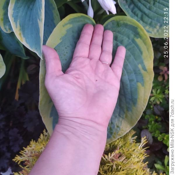 Френсис Вильямс