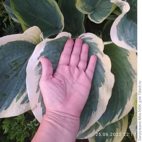 Американ хало