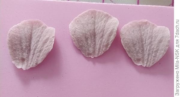 Первые лепестки.