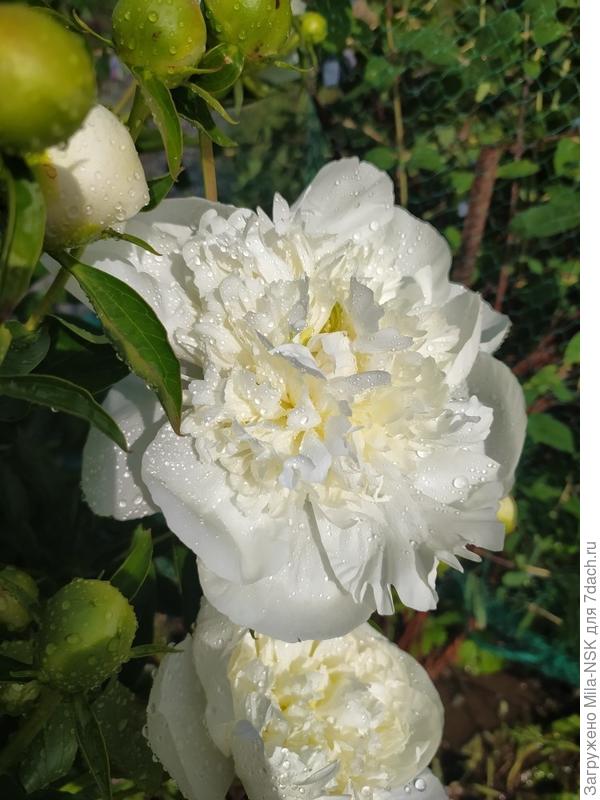 Бридал айсинг