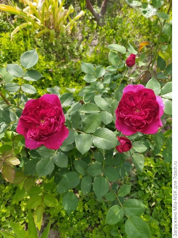 Дарси Базель