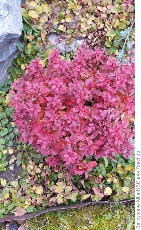 Барбарис Адмирейшн