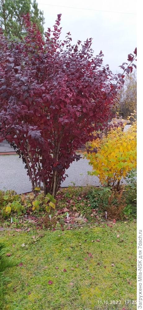 Пузыреплодники Ред барон (слева) и Наггет (справа).