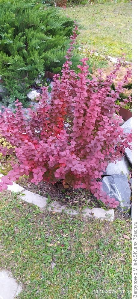 Оранж роккет