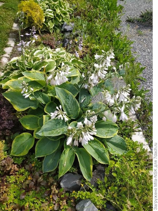 Она же в цвету